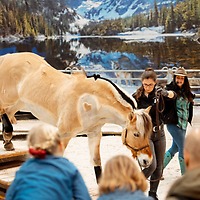 PARTNER PFERD 2025 PARTNER PFERD 2025