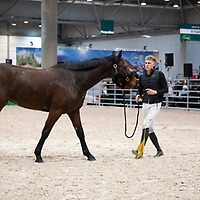 PARTNER PFERD 2025 PARTNER PFERD 2025