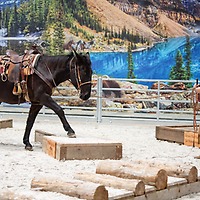 PARTNER PFERD 2025 PARTNER PFERD 2025