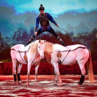 Der italienische Pferdeartist Diego Giona ist berühmt dafür, bis zu 10 Pferde gleichzeitig zu führen. 