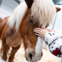 Den flauschigen Lieblingen ganz nah – im Islandpferdedorf der PARTNER PFERD 2026. 