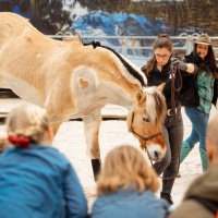 Volle Aufmerksamkeit auf den X-Trail. Ein Parcours mit natürlichen Hindernissen auf der PARTNER PFERD. 