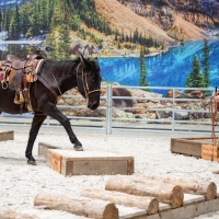 PARTNER PFERD 2025 PARTNER PFERD 2025