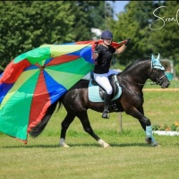 Foto: Deutsche Förderverein für Freiberger Pferde e. V. 