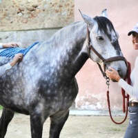 Yvonne Neubert Heberle