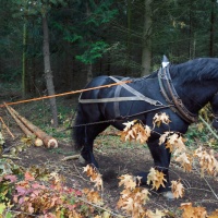Holzrücken  Holzrücken