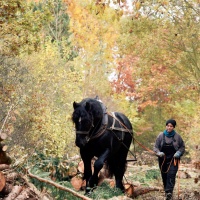 Holzrücken  Holzrücken